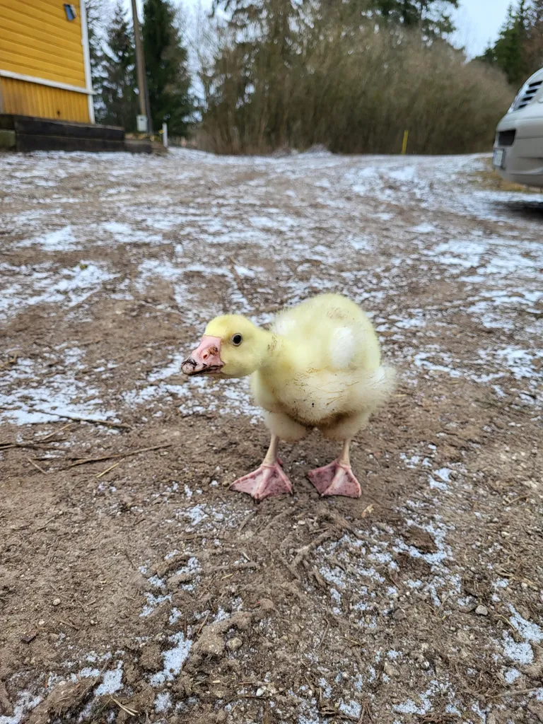 Holmogori hanepoeg Trüffel, hüüdnimega Bipipii.