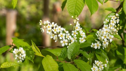 ТЕСТ ⟩ Можешь ли ты распознать 15 деревьев Латвии?