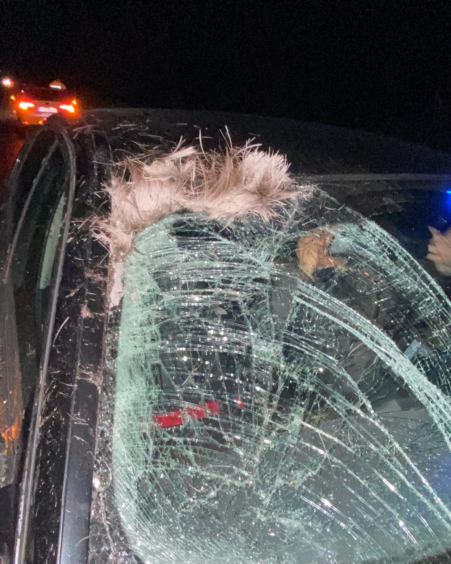 Kaitseminister Hanno Pevkuri auto põrkas põdraga kokku.