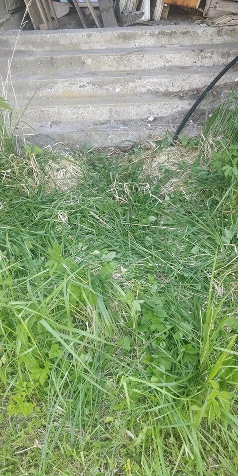 Selle trepi esisel murul eakas naine täna hommikul alajahtununa lebas.