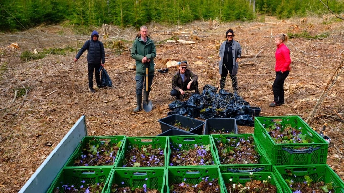 Kureeritud elurikkuse liikmed, bioloog Mart Meriste ja vabatahtlikud päästsid linnasallu istutatavaid taimi lageraielangilt.