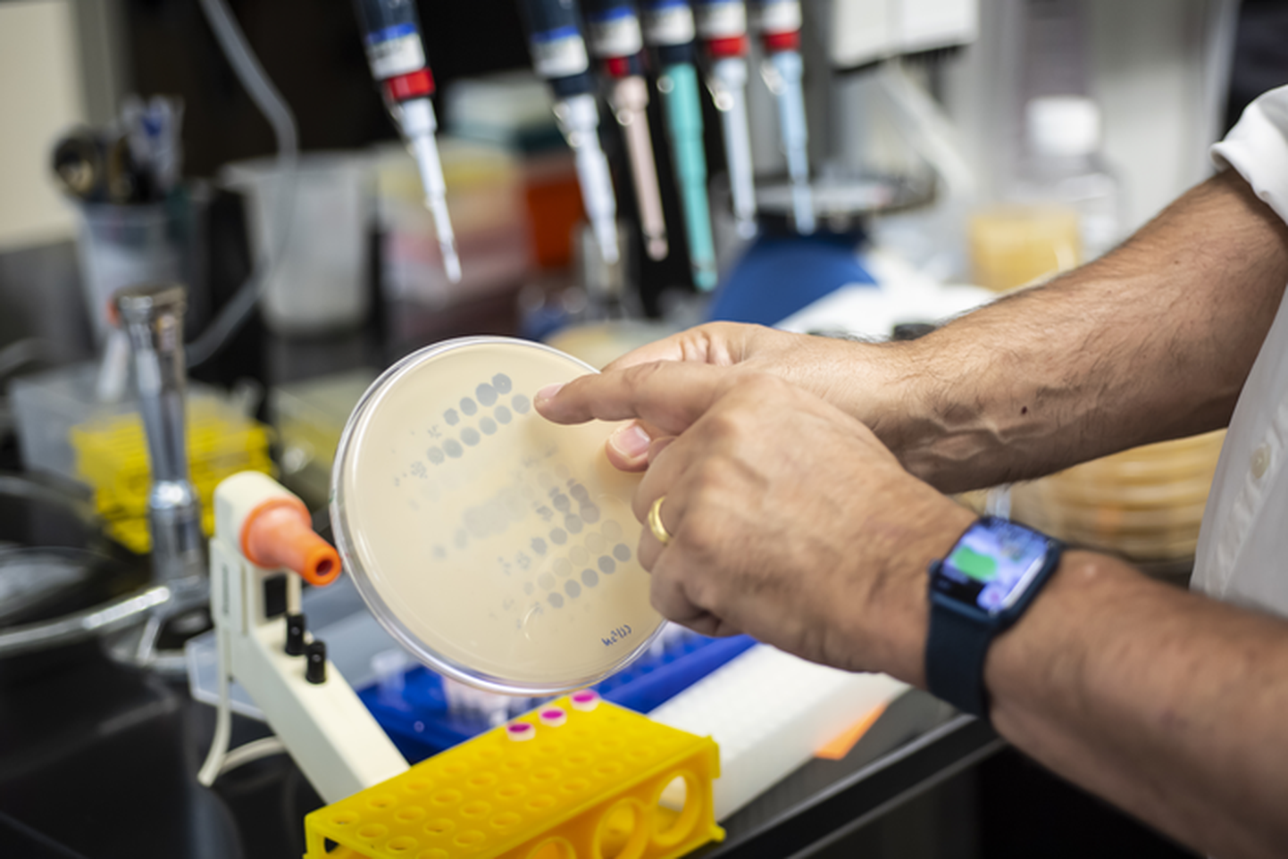 Sellel Pittsburghi ülikooli Graham Hatfulli laboris tehtud pildil näitavad seest heledad ringid, kus viirused-bakteriofaagid on oma töö teinud. Labor pakub neid baktereid tapvaid viiruseid patsientidele, kellel pole muid võimalusi antibakteriaalsete ravimite suhtes resistentsete infektsioonide raviks.