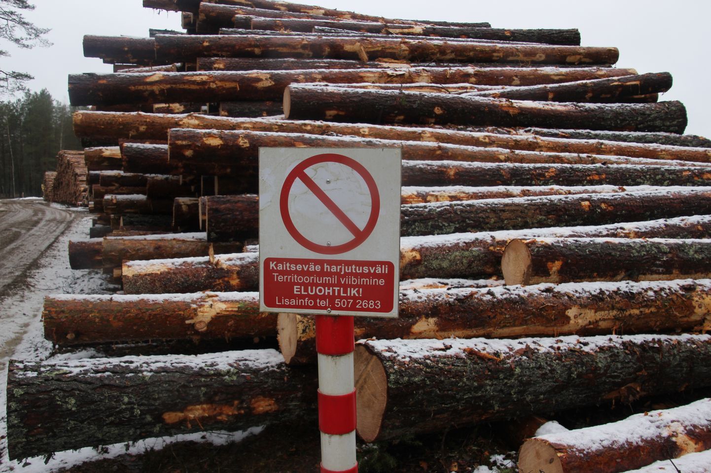 На полигоне Тсиатсунгыльмаа началась вырубка леса, но в субботу она была остановлена по просьбе местных жителей.