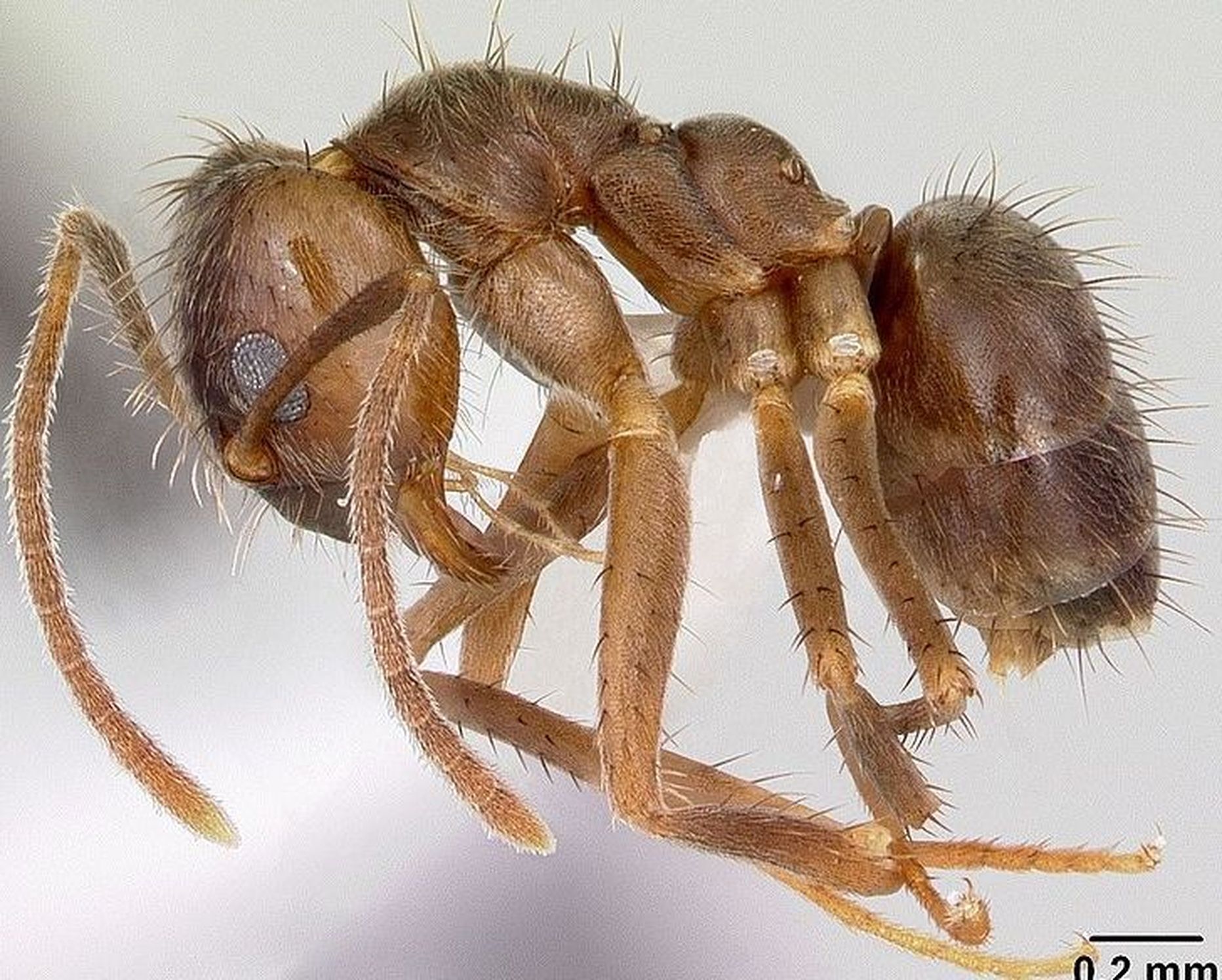 Nylanderia pubens sipelgas