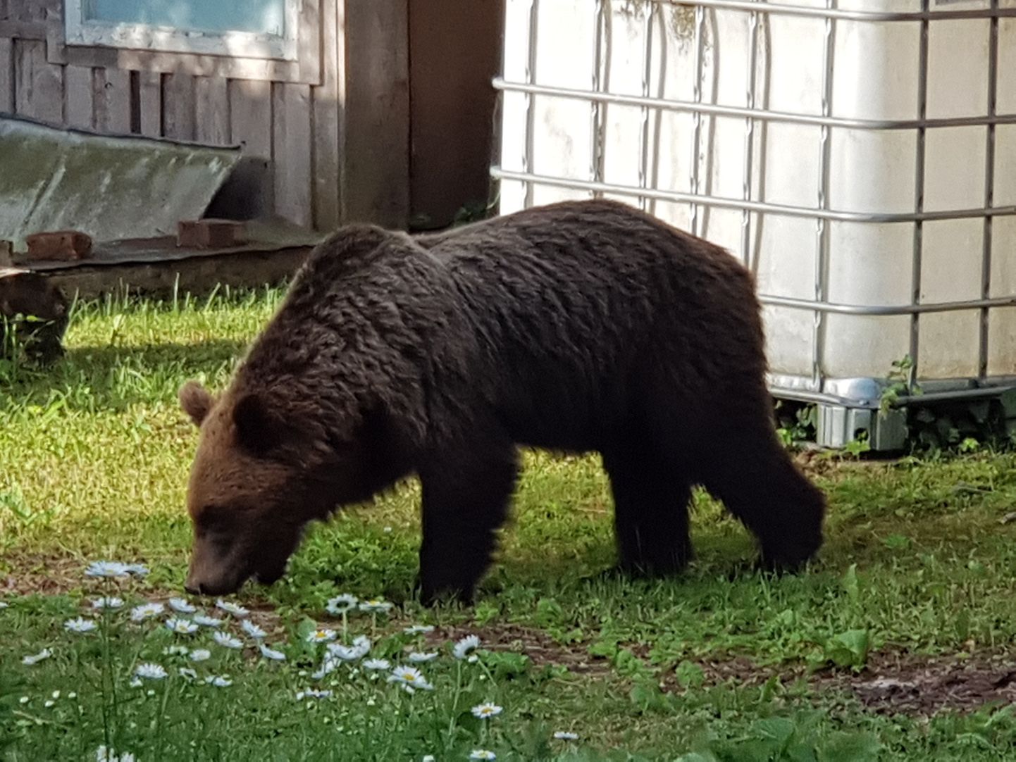 29. juunil külastasid Valgat kaks karu. Foto on illustreeriv.