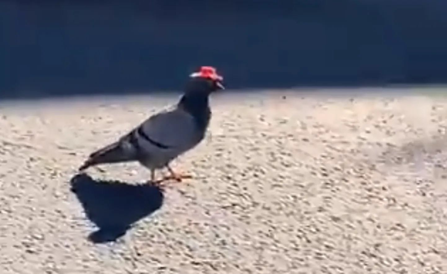Üks mütsidega tuvidest