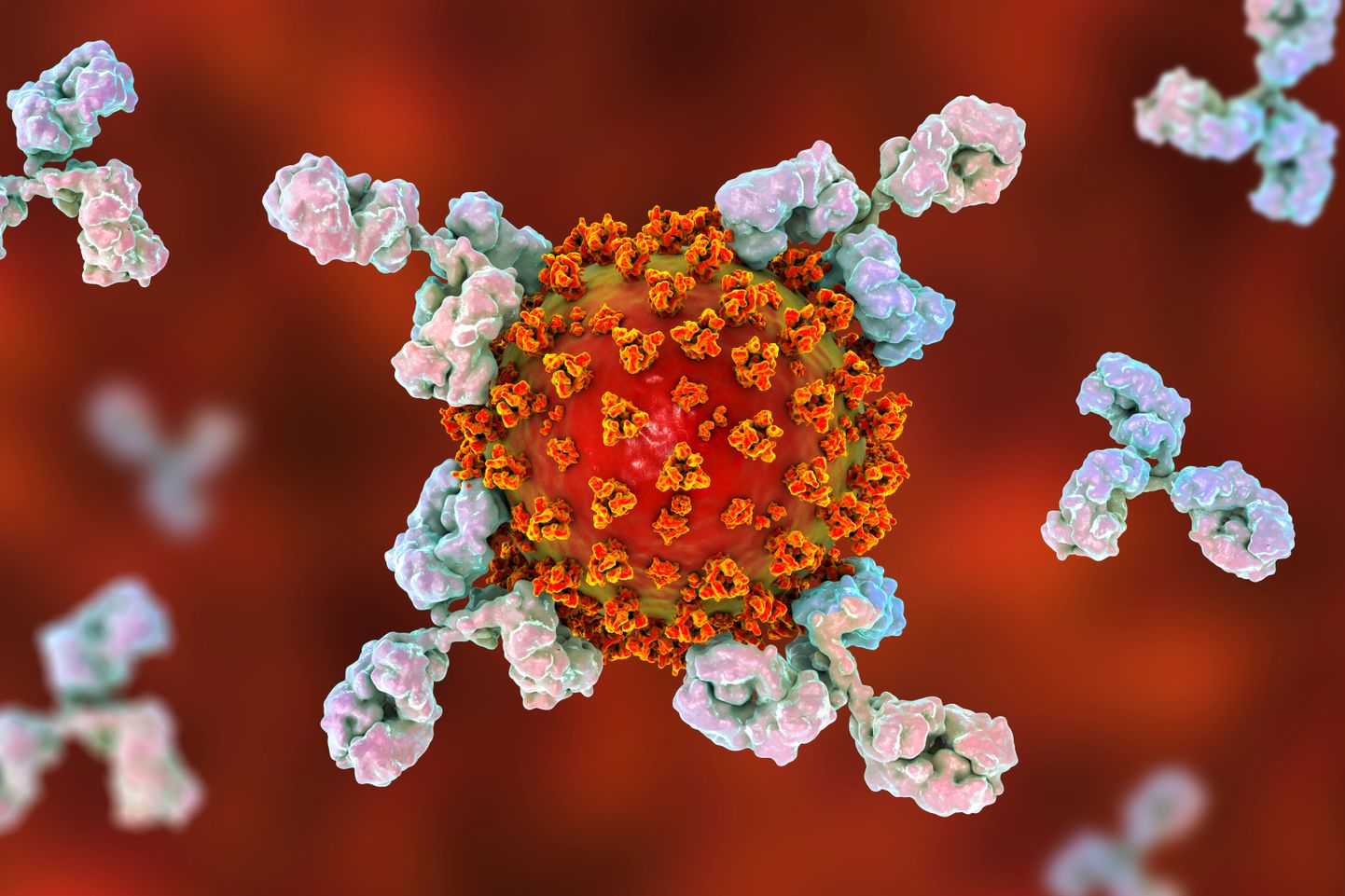 Koroonaviiruse valgud blokeerivad teadlaste sõnul immuunsüsteemi bioloogilised pidurid.