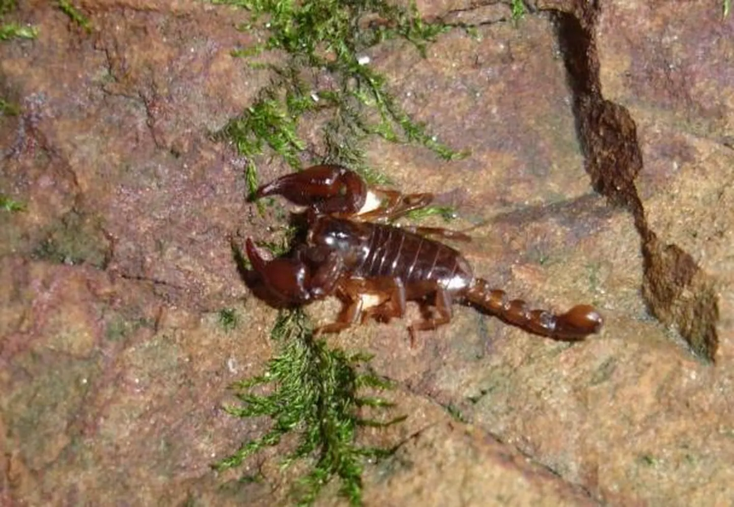 Skorpion
