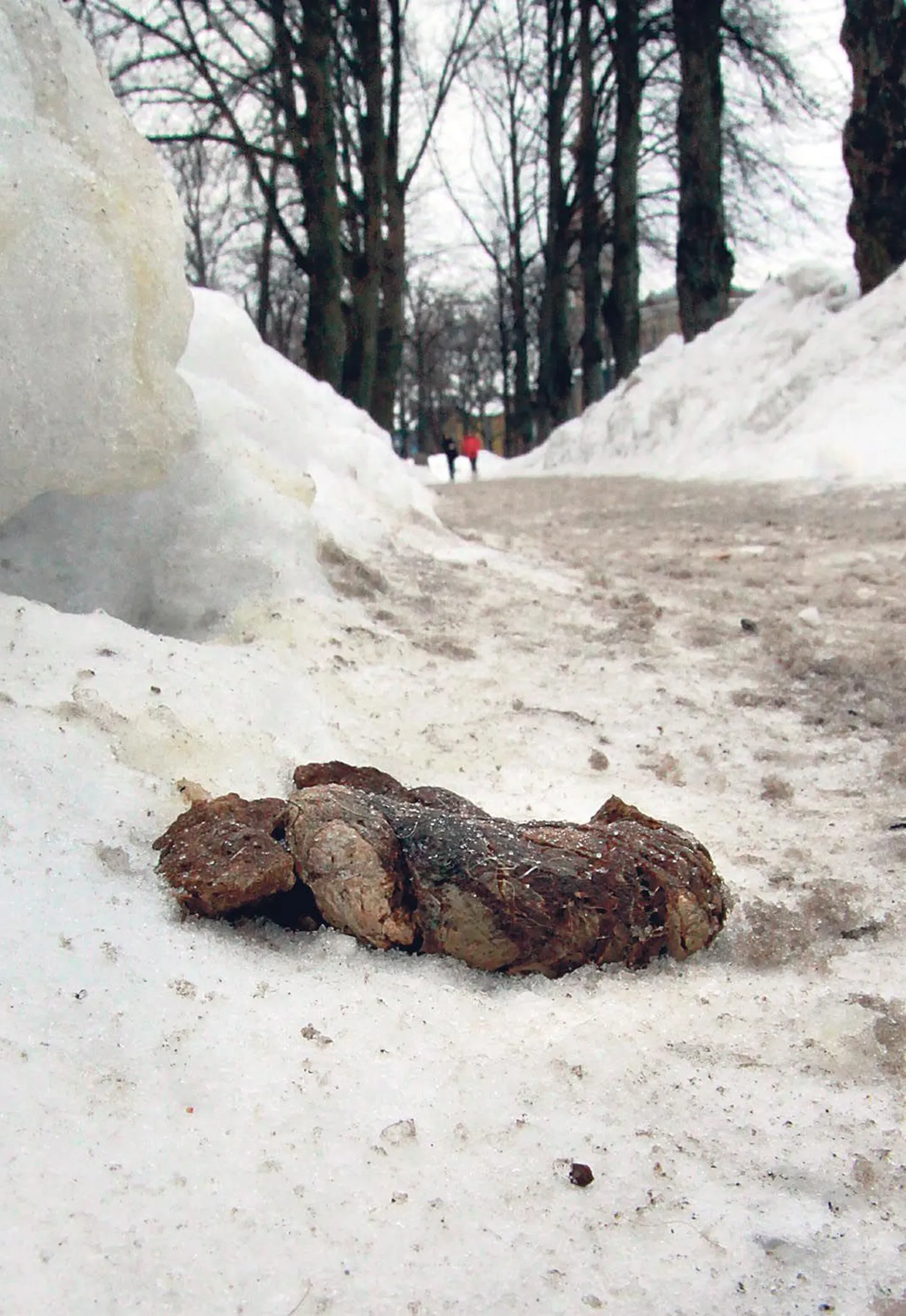 Pildikesed Pärnu tänavatelt sobiks illustreerima Andrus Kiviräha lasteraamatut “Kaka ja kevad”. Illustraatoreid või nende eeskostjaid ootab aga vahelejäämise korral kuni 400 euro suurune trahv.