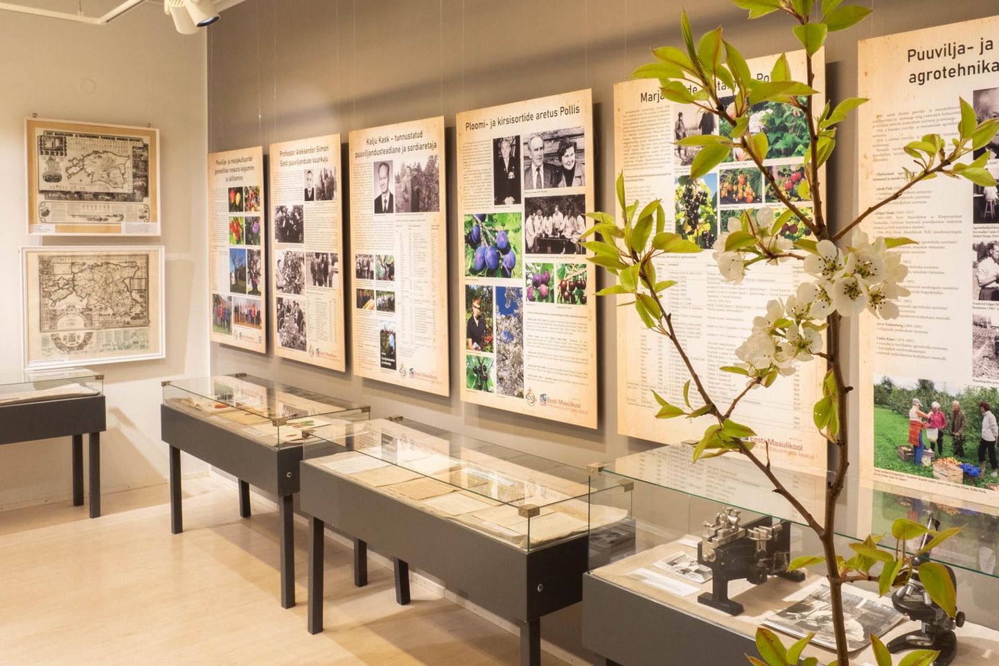 Polli aianduse ajaloosse ning aiandusuuringute keskuse teadlaste tegemistesse saab näituse vahendusel süüvida 27. juunini.
