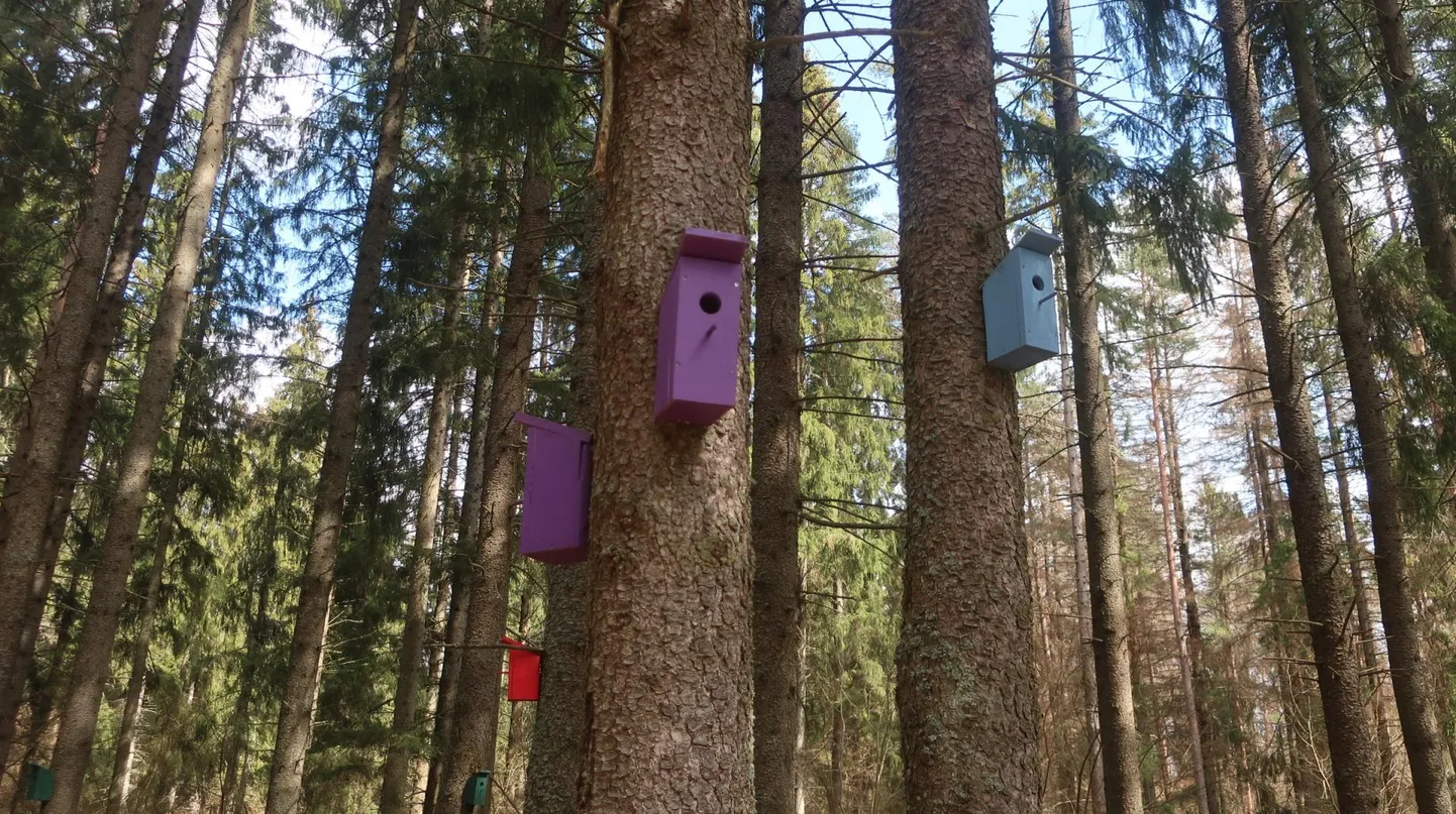Lisaks oma otstarbekusele rõõmustavad pesakastid ka möödujate pilke.