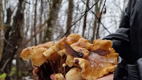 FOTOD ⟩ Lõuna-Eestis kestab seenehooaeg aasta läbi