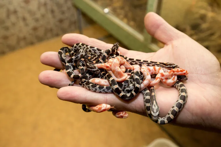 Maisi roninastikud Pärnu minizoos.