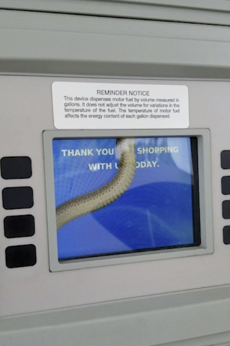 USAs Kansases Gardneris asuva bensiinijaama tankuri puuteekraani sees vingerdas madu