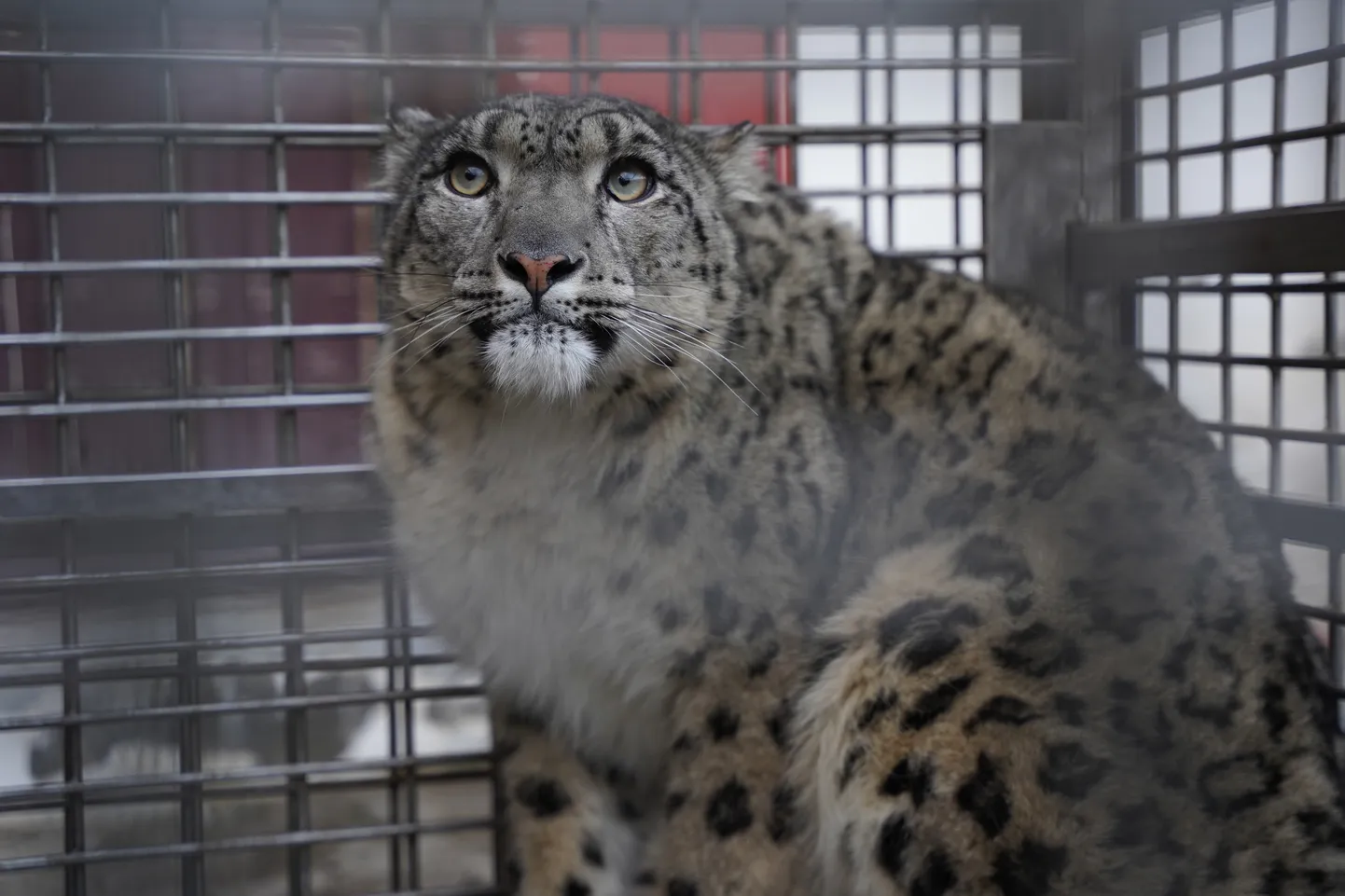 Afganistanis püüti kinni kariloomi hävitanud haruldane lumeleopard