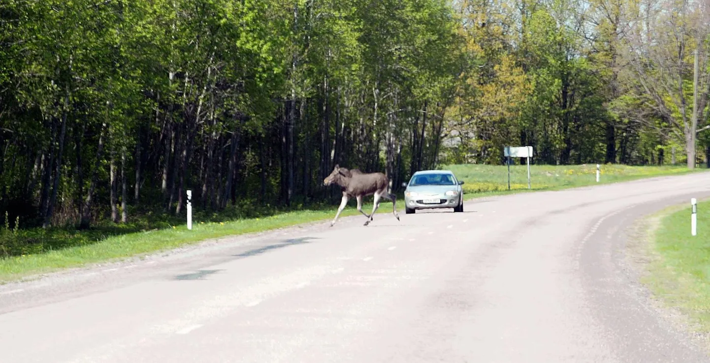 Sügise saabudes hakkavad tavapäraselt tihenema otsasõidud metsloomadele.