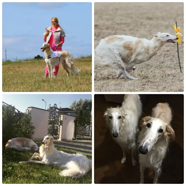 Алина Привалова с собаками