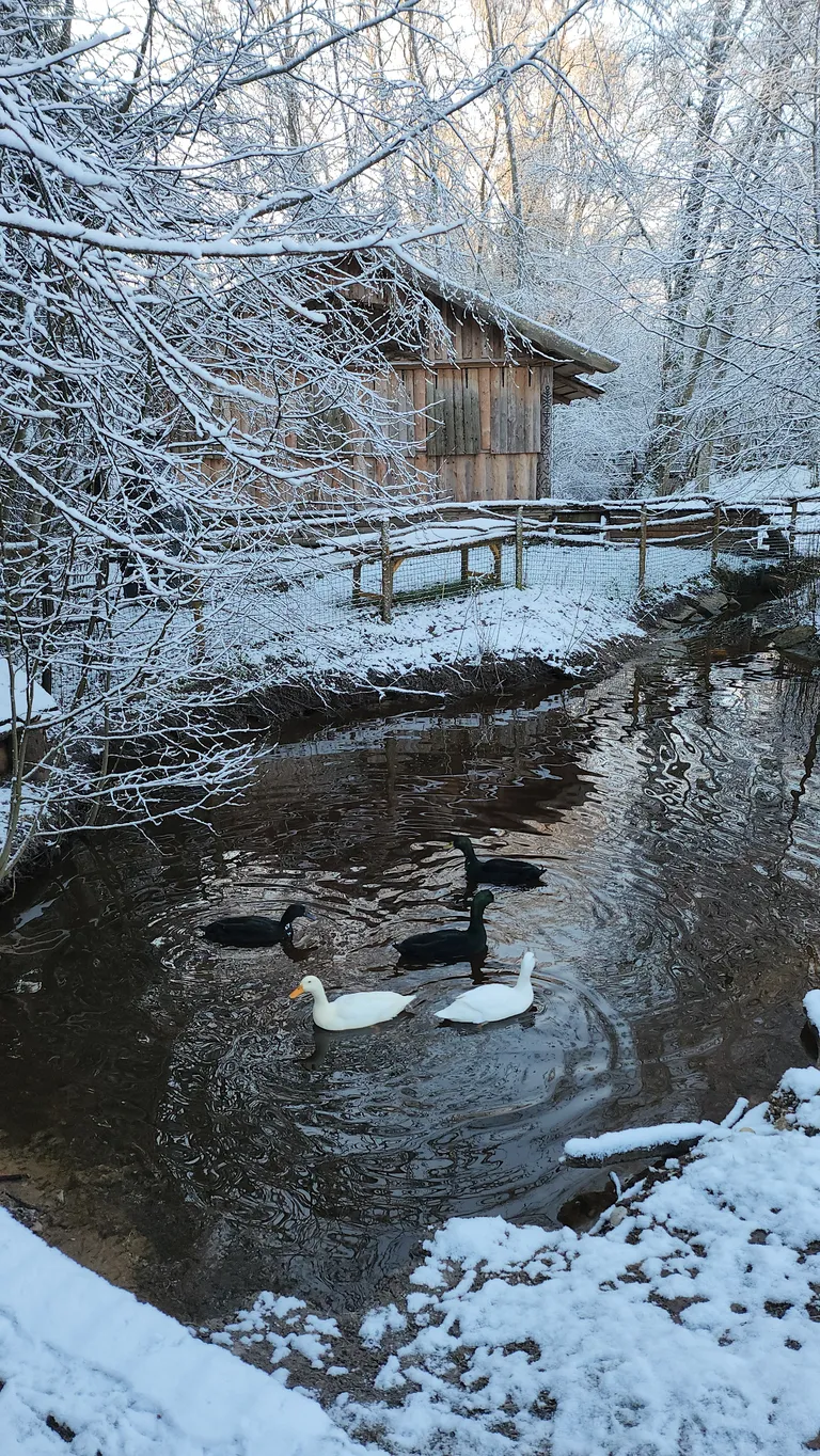 Artikli foto