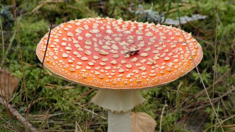 Tiesā sievietei piespriests mūža ieslodzījums par vīra radinieku noindēšanu ar mušmirēm