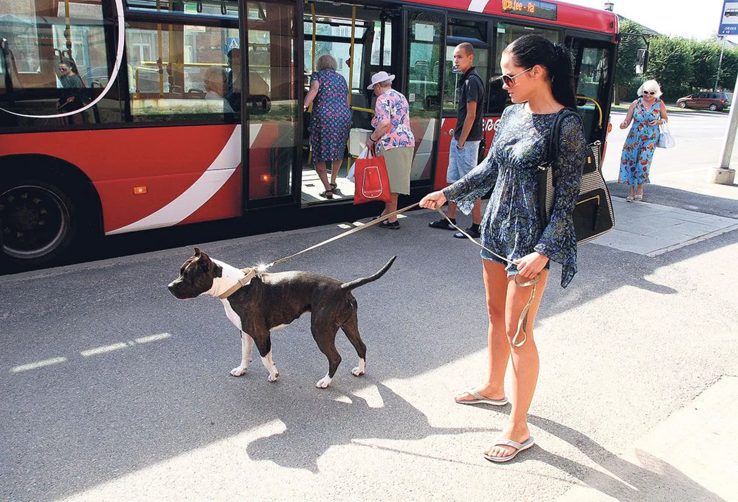 Hanna Kolpakova jäi pika ninaga, kui tahtis oma suukorvistatud koera Tartu linnaliinibussi kaasa võtta, sest bussijuht ei lubanud. Bussifirma Sebe leiab, et juht käitus korrektselt.