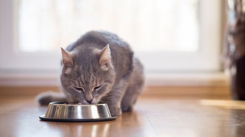 Шесть типичных ошибок при кормлении кошек