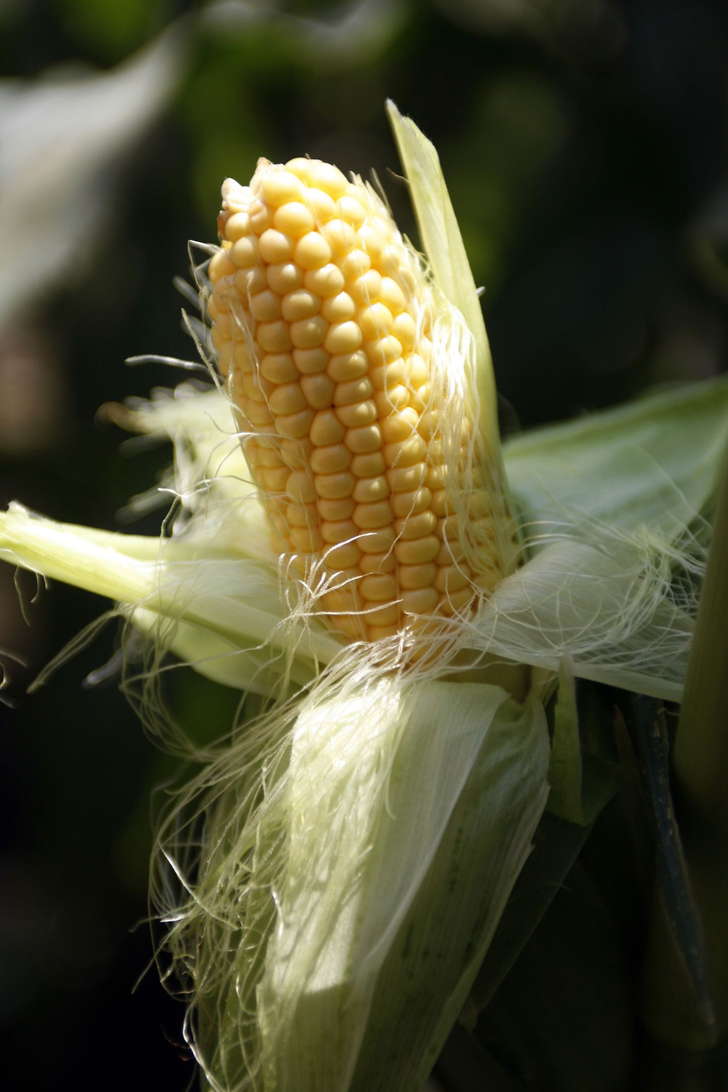 Кукуруза содержит полиненасыщенные жирные кислоты Omega-6.