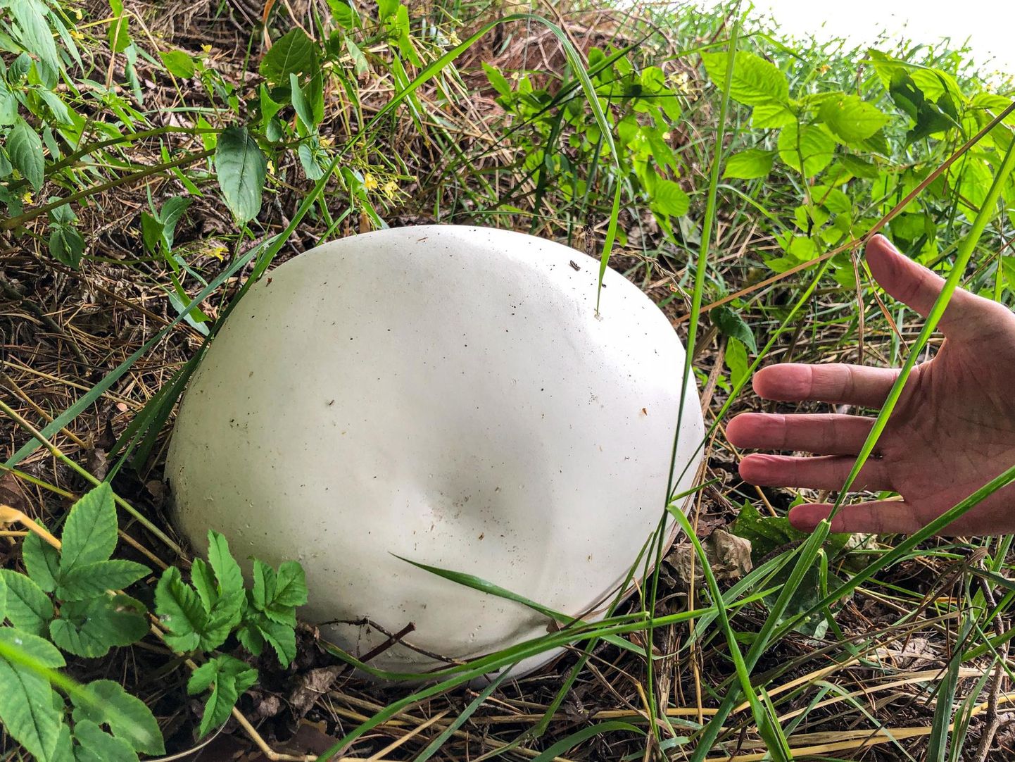 Valgamaal Võrtsjärve lähistel teeservas leitud hiidmuna, mille läbimõõt oli 25–30 sentimeetrit. Valge seen paistis kaugelt silma.