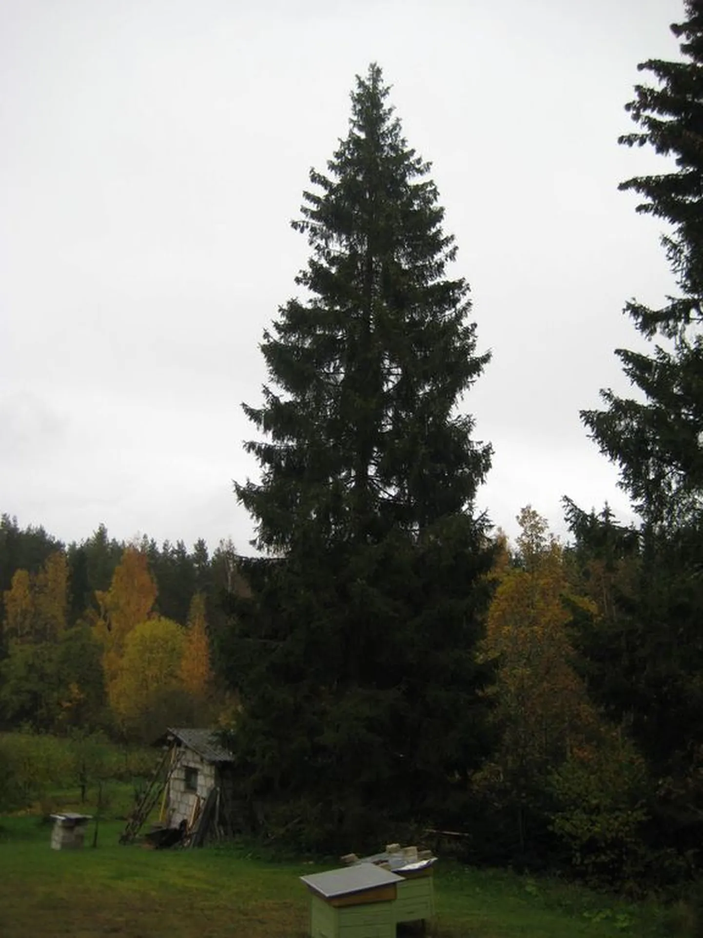 Mullu sai Tartu oma jõulupuu Kambja vallast, Mäeküla külast.