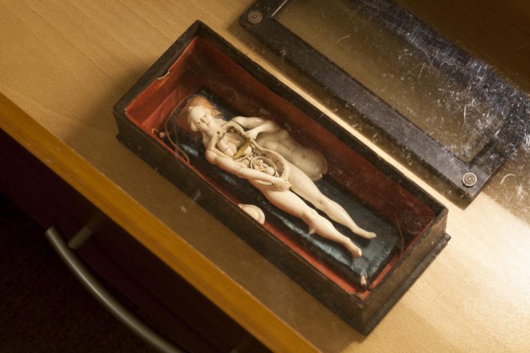 Öökapi sahtlis seisab pisike anatoomiline naise mudel, nagu lahatud miniatuurne Eeva.