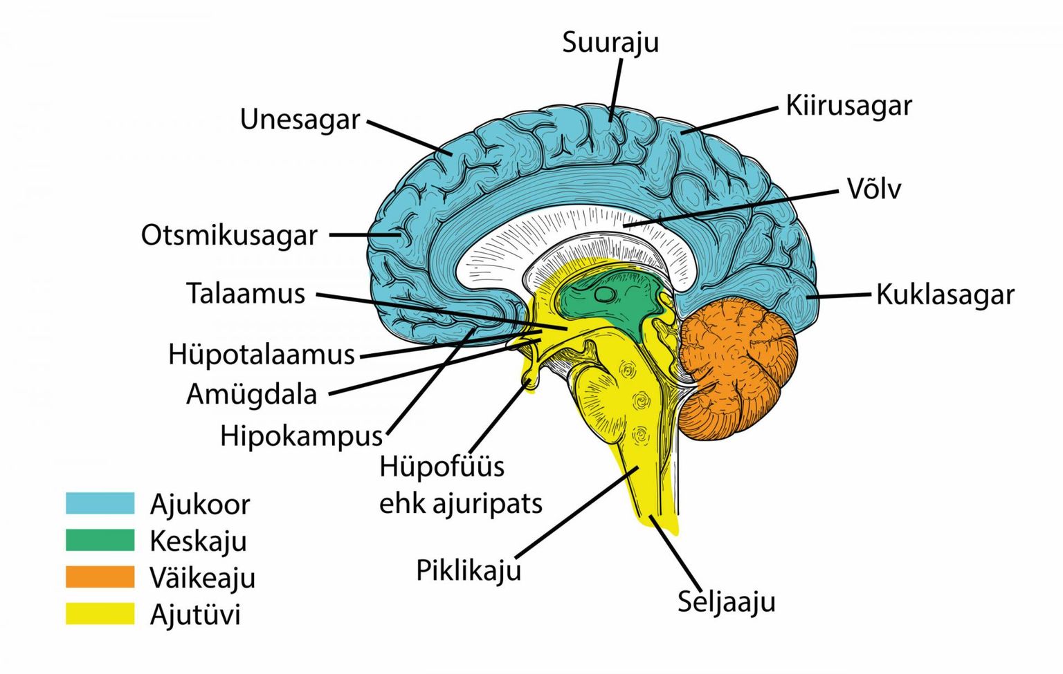 Teadlased usuvad, et mälu ja mäletamisega seotud funktsioonid toimuvad inimese ajus hipokampuse piirkonnas.