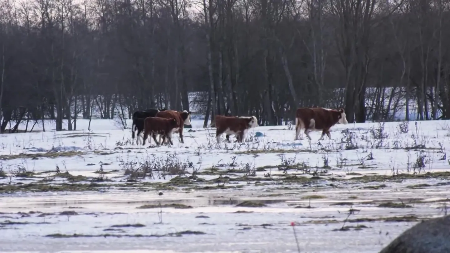 Kuuuurija vene keeles: Kullamäe veised