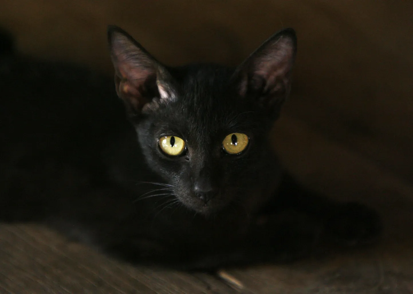 Kas mustad kassid tekitavad 13. ja reedel hirmu?