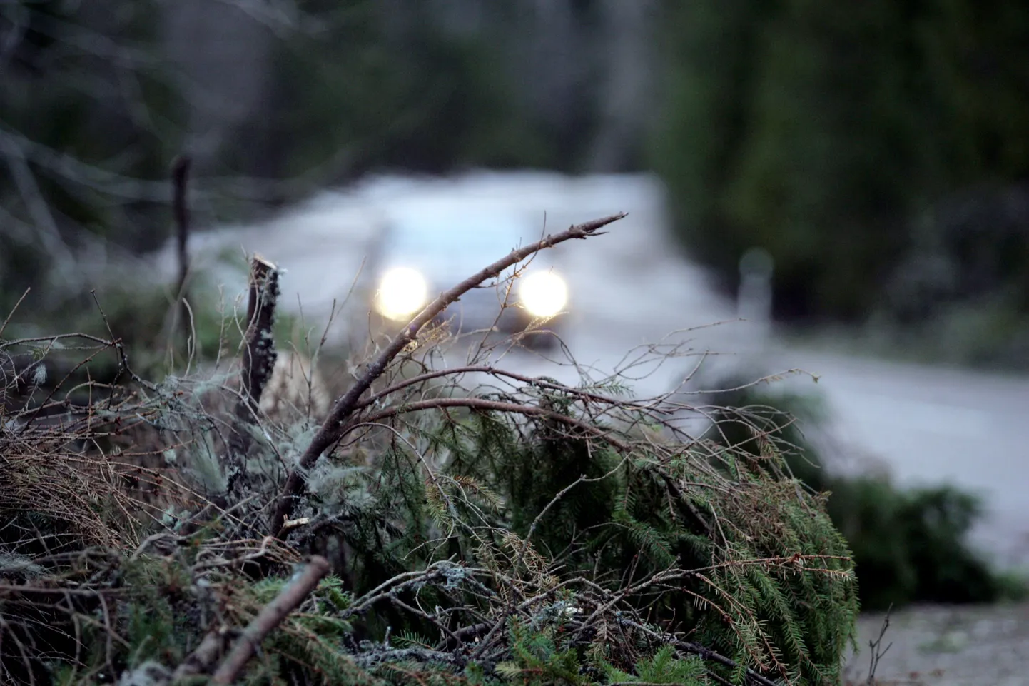Mitmel pool maakonnas eemaldati sõiduteele langenud puid. Foto on illustratiivne.