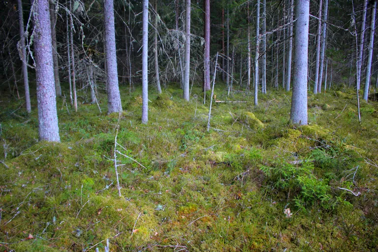 Mets. / Taavi Niittee / Valgamaalane
