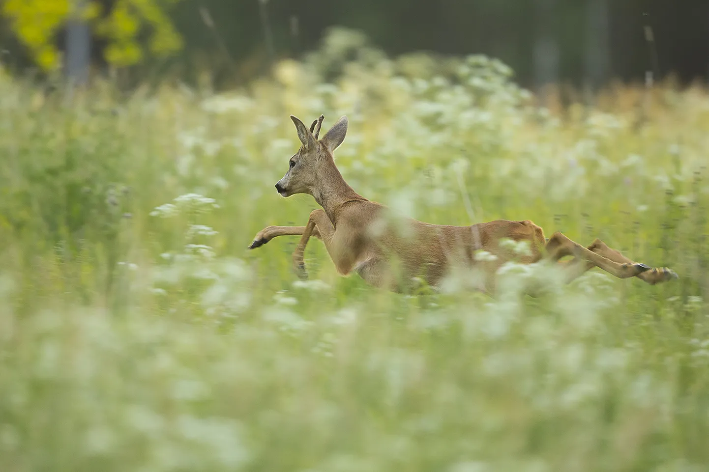 Järvamaa metsas elutsev noor sokk.