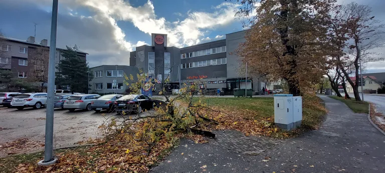 Haapsalu teenindusmaja juures on murdunud puu.
