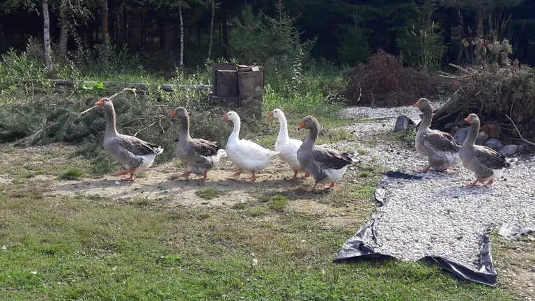 Hanereas. Muide, hanede üle on ohjad haaranud hoopis muskuspart, kes dikteerib nii liikumise suuna kui marssimise kiiruse.