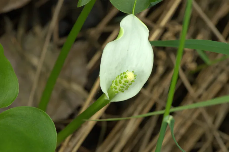 Purva cūkausis (Calla palustris).