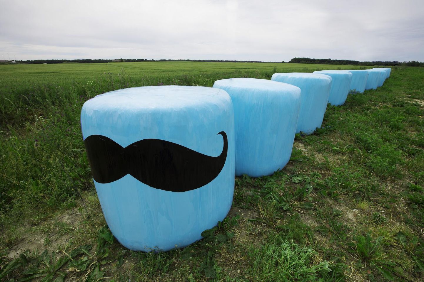 Sinised silopallid Eestimaa põldudel püüavad taas pilku, juhtides tähelepanu meeste tervisele.