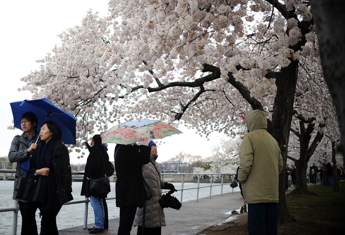 Jaapanlased tervitavad kirsside õitsemist tänavu väga vaoshoitult, rõõmustamiseks pole põhjust.