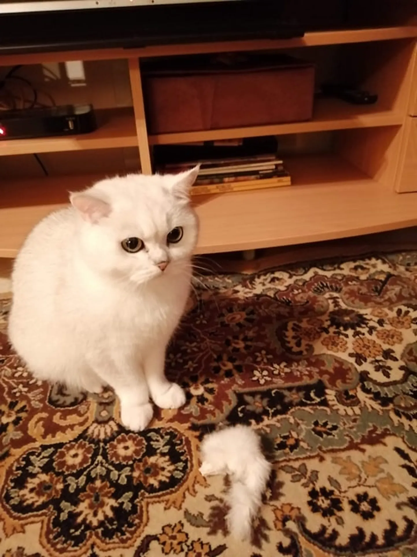 Imeilus lumevärvi tõukass, kes hädasti uut kodu vajab.