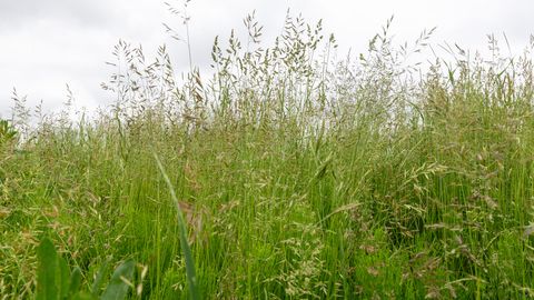 Äriidee: Eestis võib muruniitmisega miljonäriks saada