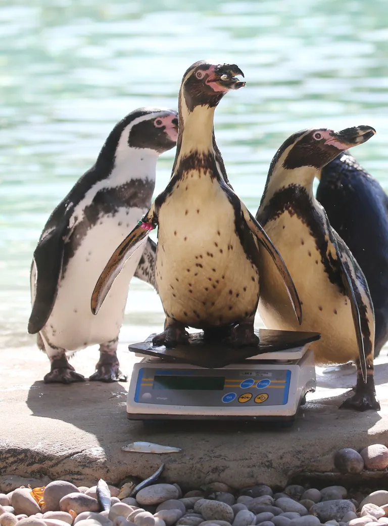 Pingviinid