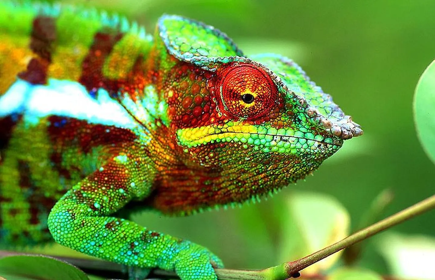 Madagaskari kameeleon
