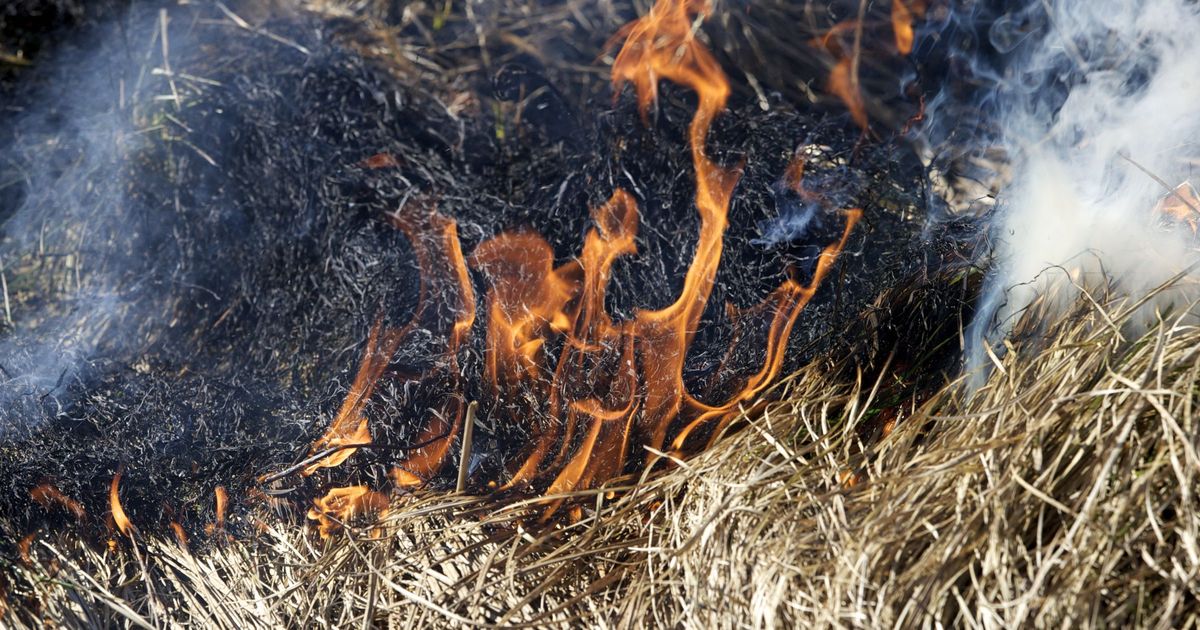 Уничтожение путем сжигания. Сжигание травы животные. Животные сгоревшие в пожаре.