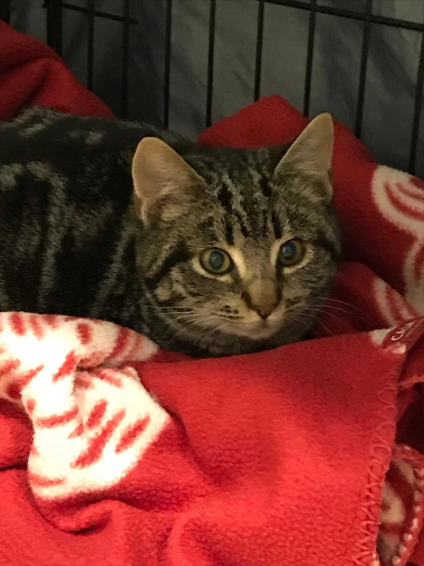 Ella