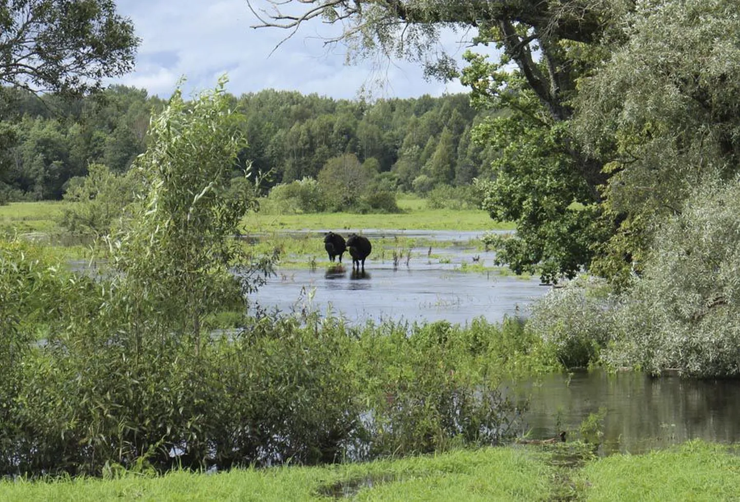 Tipu lähedal Läti luhal olnud Kihusalu talu veised võisid end eile südapäeval veel üpris turvaliselt tunda, sest üleujutatud alade vahel leidus ka kuivemaid kohti. Samal ajal oli veetase alles tõusuteel ning seetõttu pidas loomade peremees targemaks õhtuks kogu karja kindlamale pinnale transportida.