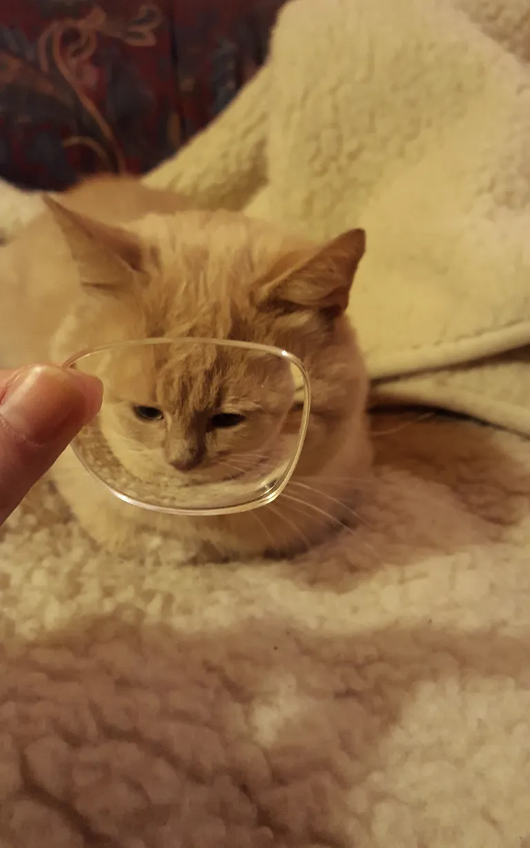 Кот Кокос