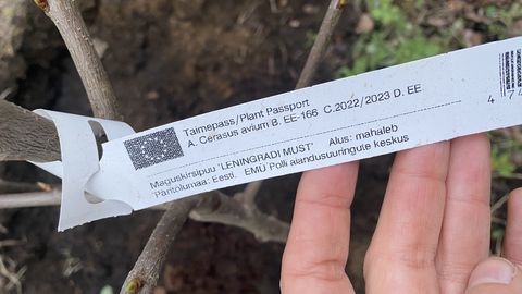NÄDALA AED ⟩ Kuidas valida viljapuud?
