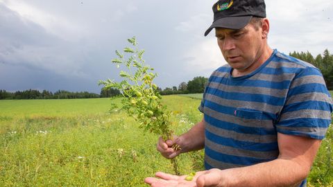Tartumaa põllumees Madis Ajaots kasvatab ainsana Eestis kikerherneid